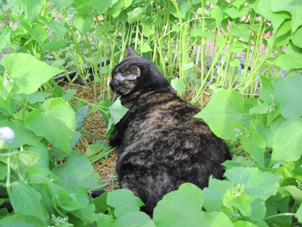 Buckwheat is a quick cover crop that builds soil 