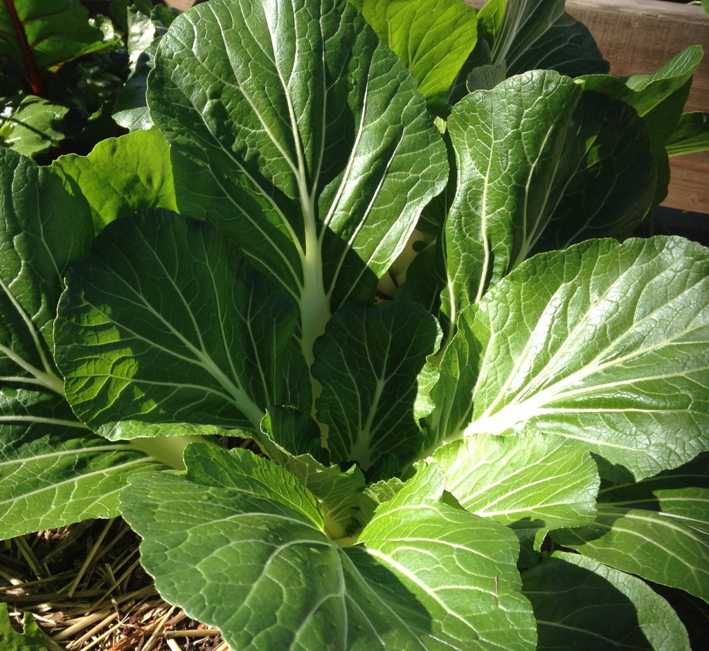 Bok choy is my favorite!