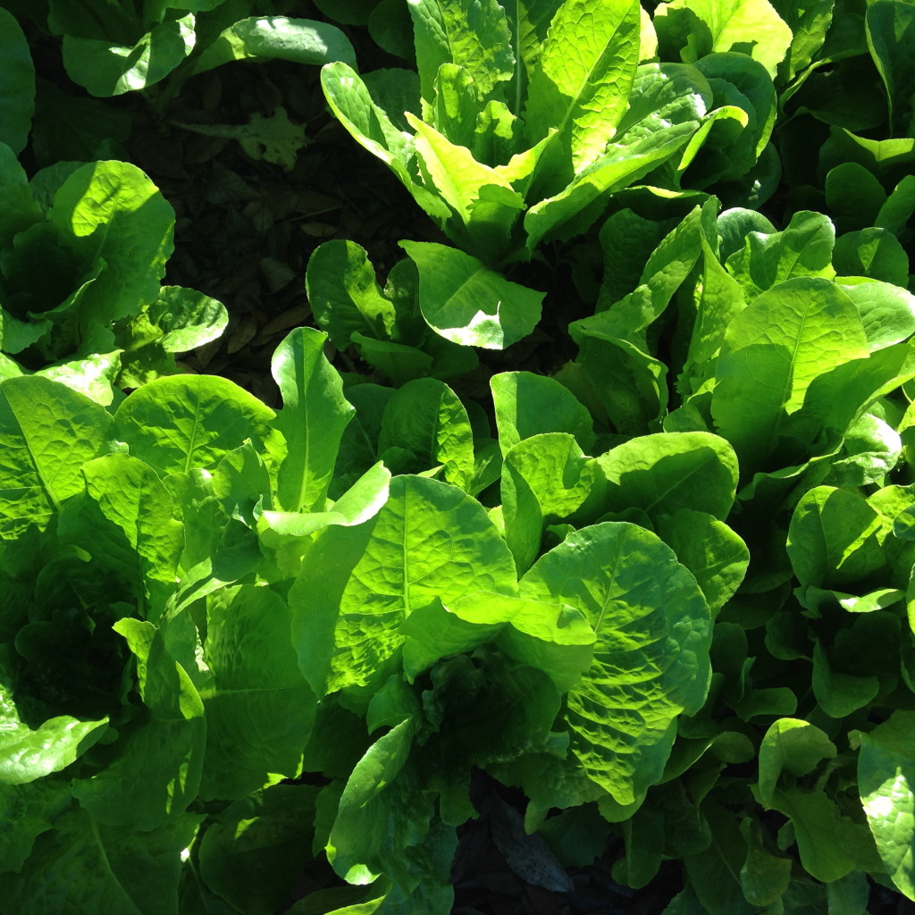 'Butterhead' lettuce